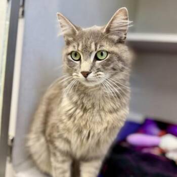 Domestic Medium Hair Cats Available for Adoption in Atlanta, Georgia - L Frank N Beans | PetCurious