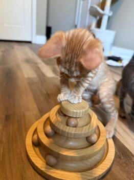 Manny -  Domestic Short Hair Cat for Adoption in Fort Collins, Colorado - Manny | PetCurious