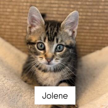 Jolene -  Domestic Short Hair Cat for Adoption in Renton, Washington - Jolene | PetCurious