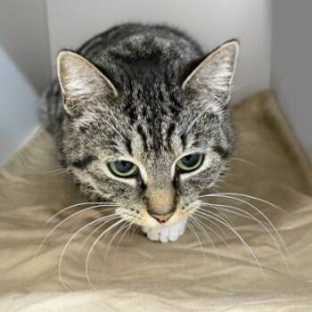 Domestic Short Hair Cats Available for Adoption - Maeve | PetCurious