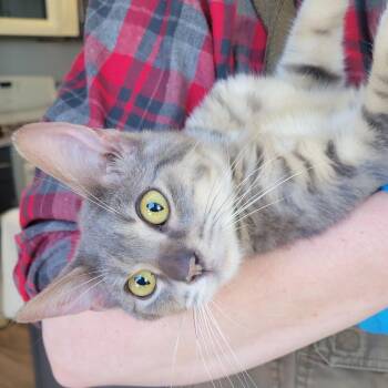 Domestic Short Hair Cats Available for Adoption - Booger | PetCurious