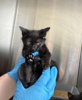 Lucy -  Domestic Short Hair Cat for Adoption in Westland, Michigan - Lucy | PetCurious
