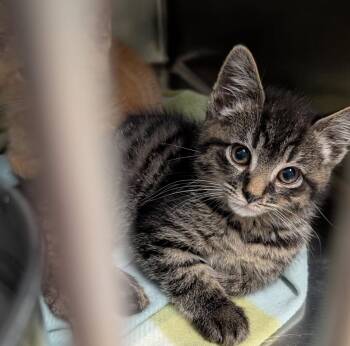 Rodney Copperbottom (Neutered) (Photos April-May 2026) -  Tabby and Domestic Short Hair Cat for Adoption in Marietta, Ohio - Rodney Copperbottom (Neutered) (Photos April-May 2026) | PetCurious