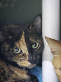 Domestic Short Hair Cats Available for Adoption in Mishawaka, Indiana - KC | PetCurious