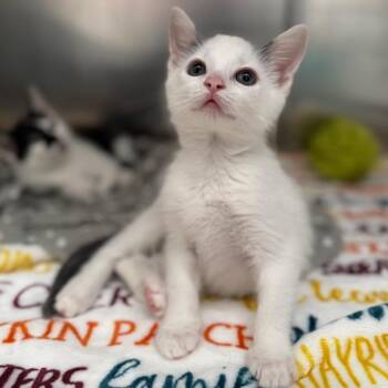 Doug -  Domestic Short Hair Cat for Adoption in Asheville, North Carolina - Doug | PetCurious