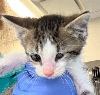 ROWAN -  Domestic Short Hair Cat for Adoption in Houston, Texas - ROWAN | PetCurious