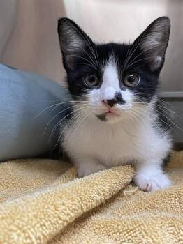 Domestic Short Hair Cats Available for Adoption in Corpus Christi, Texas - CHIRON | PetCurious