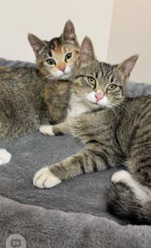 Domestic Short Hair Cats Available for Adoption - Rubee (Must Be Adopted With Reesee) | PetCurious