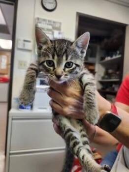 Domestic Short Hair Cats Available for Adoption in Burbank, California - RICK DEVENS | PetCurious