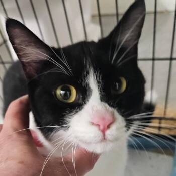 Alfie -  Domestic Short Hair Cat for Adoption in Chapel Hill, North Carolina - Alfie | PetCurious