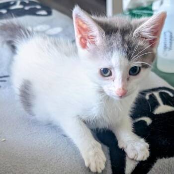 Flurry -  Domestic Short Hair Cat for Adoption in Long Beach, California - Flurry | PetCurious