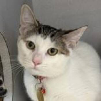 Domestic Short Hair Cats Available for Adoption in Lansing, Michigan - Spencer  | PetCurious