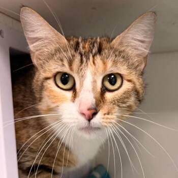 Domestic Short Hair Cats Available for Adoption - Matilda | PetCurious