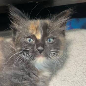 Bubbles -  Domestic Medium Hair Cat for Adoption in Las Cruces, New Mexico - Bubbles | PetCurious