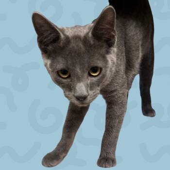 Velcro -  Domestic Short Hair Cat for Adoption in Reno, Nevada - Velcro | PetCurious