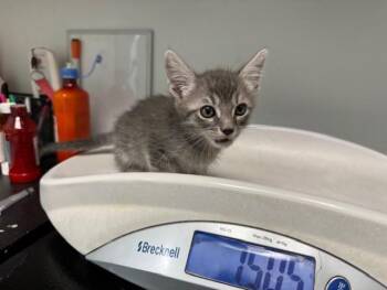 POPCORN -  Domestic Short Hair Cat for Adoption in Antioch, California - POPCORN | PetCurious