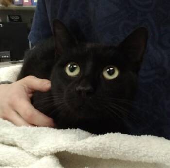 Domestic Short Hair Cats Available for Adoption in Palm Coast, Florida - Bagheera | PetCurious