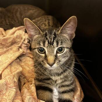 72093 -  Domestic Short Hair Cat for Adoption in Harrisonburg, Virginia - 72093 | PetCurious