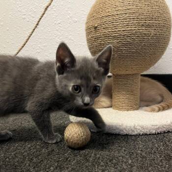 Plane -  Domestic Short Hair Cat for Adoption in Brea, California - Plane | PetCurious