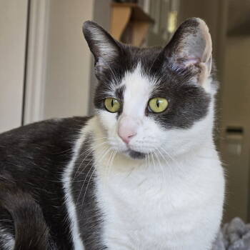 Rescue Tuxedo and Domestic Short Hair Cats for Adoption in Garland, Texas - Bunny | PetCurious