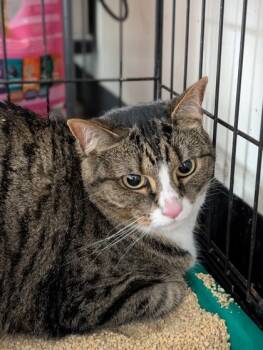 Rescue American Shorthair and Domestic Short Hair Cats for Adoption in West Chester, Pennsylvania - Chipmunk | PetCurious
