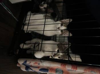 Rescue Domestic Short Hair Cats for Adoption in Providence Forge, Virginia - 3 Siblings | PetCurious