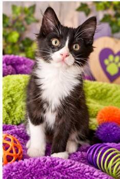 Dane -  Domestic Short Hair Cat for Adoption in Millcreek, Utah - Dane | PetCurious