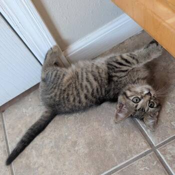 BoldBQ -  Domestic Short Hair Cat for Adoption in Columbia, Missouri - BoldBQ | PetCurious