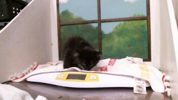 MAVERICK -  Domestic Short Hair Cat for Adoption in Houston, Texas - MAVERICK | PetCurious