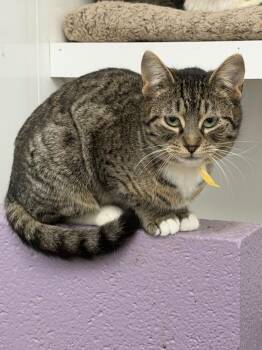 Domestic Short Hair Cats Available for Adoption - Pickle | PetCurious