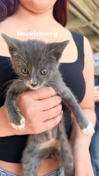 Domestic Short Hair Cats Available for Adoption in Penryn, California - Huckleberry | PetCurious
