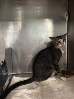 Grackle -  American Shorthair Cat for Adoption in Rockport, Texas - Grackle | PetCurious
