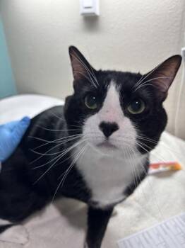 Mookie -  Domestic Short Hair Cat for Adoption in Sherwood, Oregon - Mookie | PetCurious