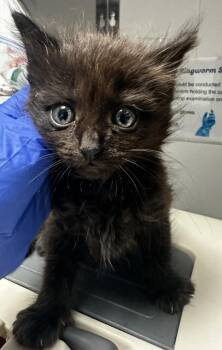 Imani -  Domestic Medium Hair Cat for Adoption in Vallejo, California - Imani | PetCurious