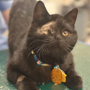 Domestic Short Hair Cats Available for Adoption - Shamrock | PetCurious