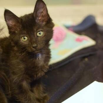 Flip Flop -  Domestic Short Hair Cat for Adoption in Belleville, Illinois - Flip Flop | PetCurious