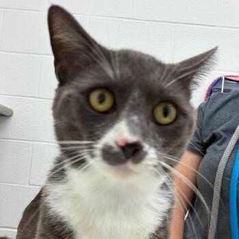 Stetson -  Domestic Short Hair Cat for Adoption in Corpus Christi, Texas - Stetson | PetCurious