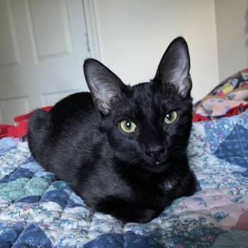 Domestic Short Hair Cats Available for Adoption in Waldorf, Maryland - Sabrina | PetCurious