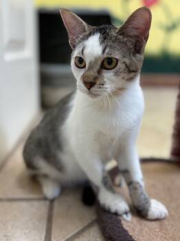 Rescue Domestic Short Hair Cats for Adoption in Corpus Christi, Texas - Irving B. | PetCurious