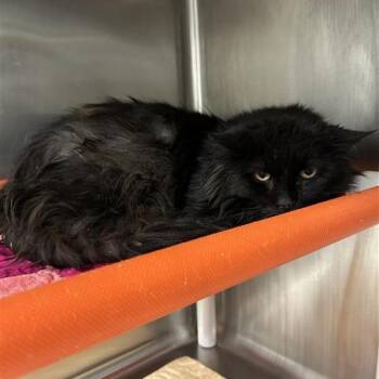 Domestic Long Hair Cats Available for Adoption in Salt Lake City, Utah - Truman | PetCurious