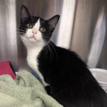 Barge -  Domestic Short Hair Cat for Adoption in Pittsburgh, Pennsylvania - Barge | PetCurious