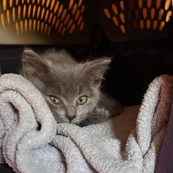 Lyla -  Domestic Short Hair Cat for Adoption in Bristol, Indiana - Lyla | PetCurious