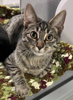 Rescue Domestic Short Hair Cats for Adoption in Pickering, Ontario - Acorn | PetCurious