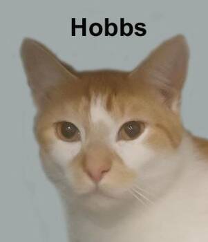 Domestic Short Hair Cats Available for Adoption in Stowe, Pennsylvania - Hobbs (and Tot) Fuh.-Gran.  (sweet Sweet Brothers) | PetCurious