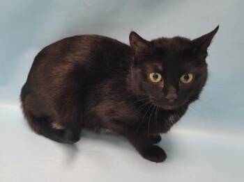 Yahyah -  Domestic Short Hair Cat for Adoption in Minneapolis, Minnesota - Yahyah | PetCurious