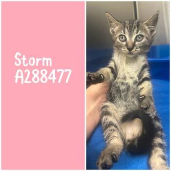 Domestic Short Hair Cats Available for Adoption in Macon, Georgia - STORM | PetCurious