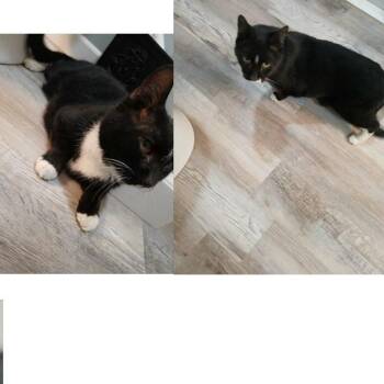 Phil -  Domestic Short Hair Cat for Adoption in Binghamton, New York - Phil | PetCurious