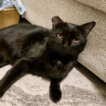 Nolan (bonded to Cottontail) -  American Shorthair and Bombay Cat for Adoption in Austin, Texas - Nolan (bonded To Cottontail) | PetCurious