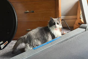 Rescue Domestic Long Hair Cats for Adoption in North Haledon, New Jersey - Lady | PetCurious