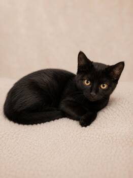 Combat carla -  Domestic Short Hair Cat for Adoption in Winnsboro, South Carolina - Combat Carla | PetCurious